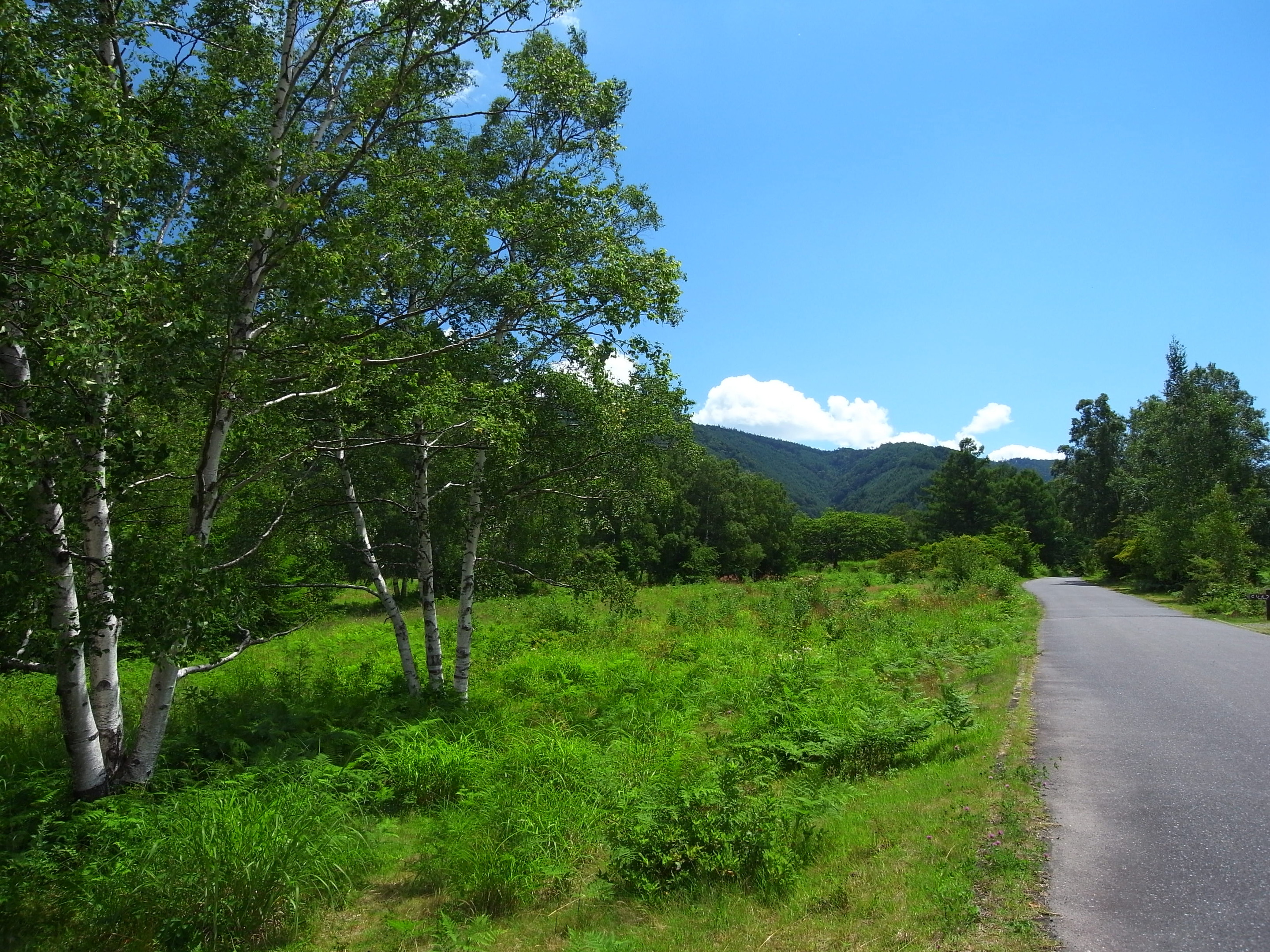 白樺峠